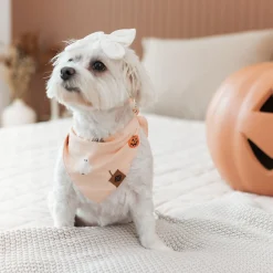 Kyte Baby Dog Bandana in Bewitched Hot