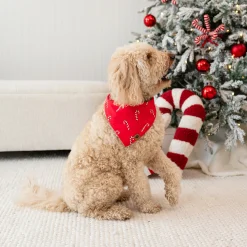 Kyte Baby Dog Bandana in Candy Cane