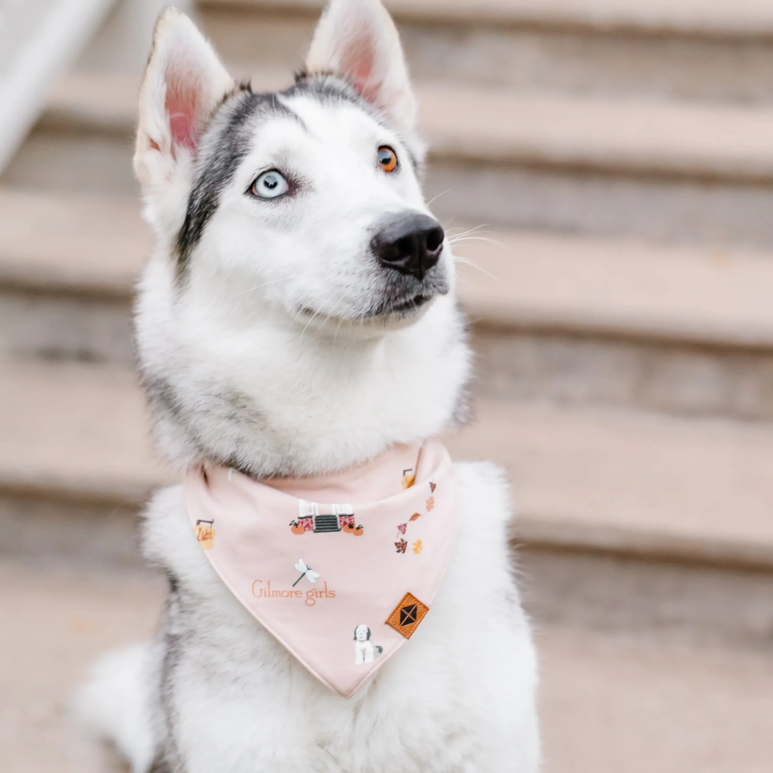 Kyte Baby Dog Bandana in Gilmore Girls Online