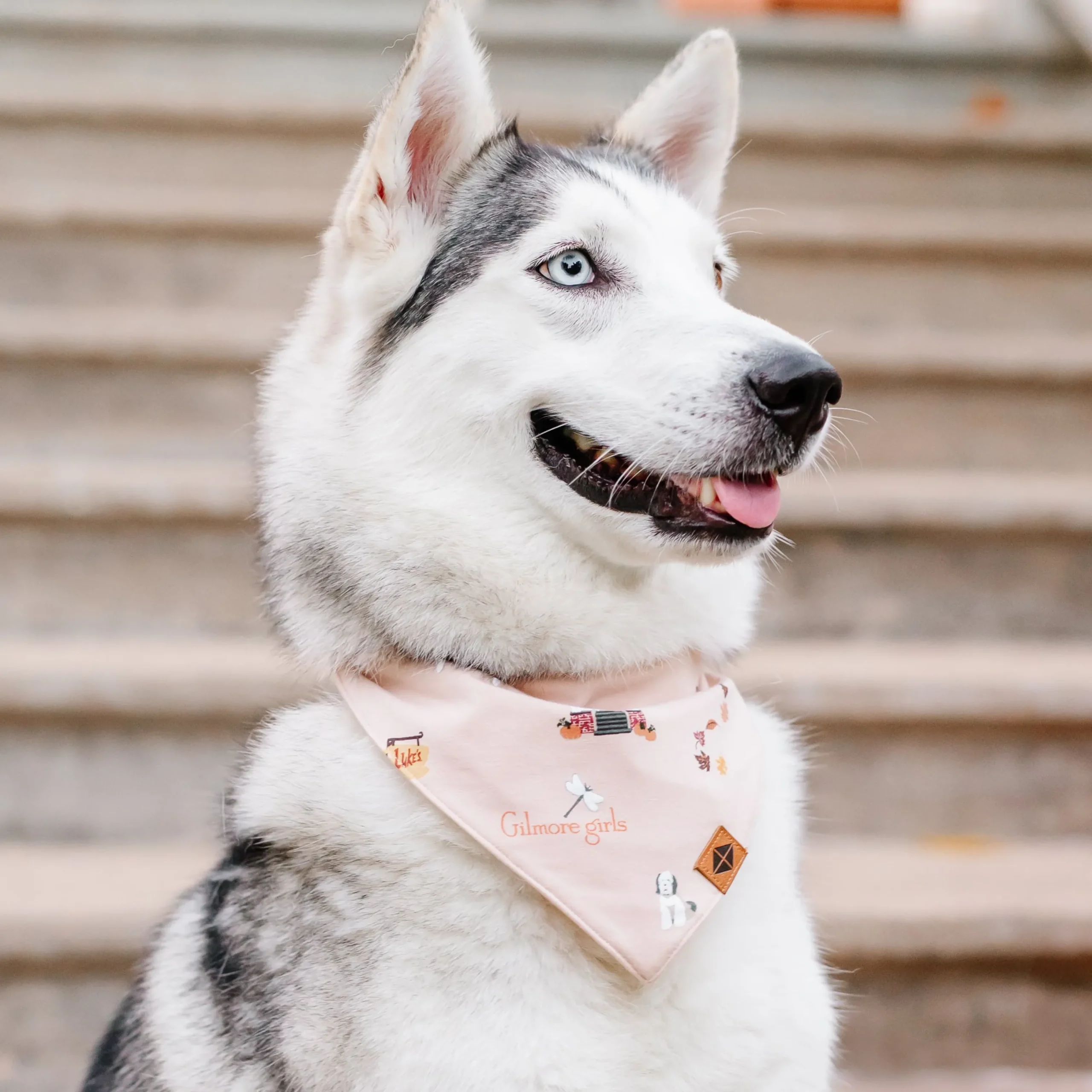 Kyte Baby Dog Bandana in Gilmore Girls Online
